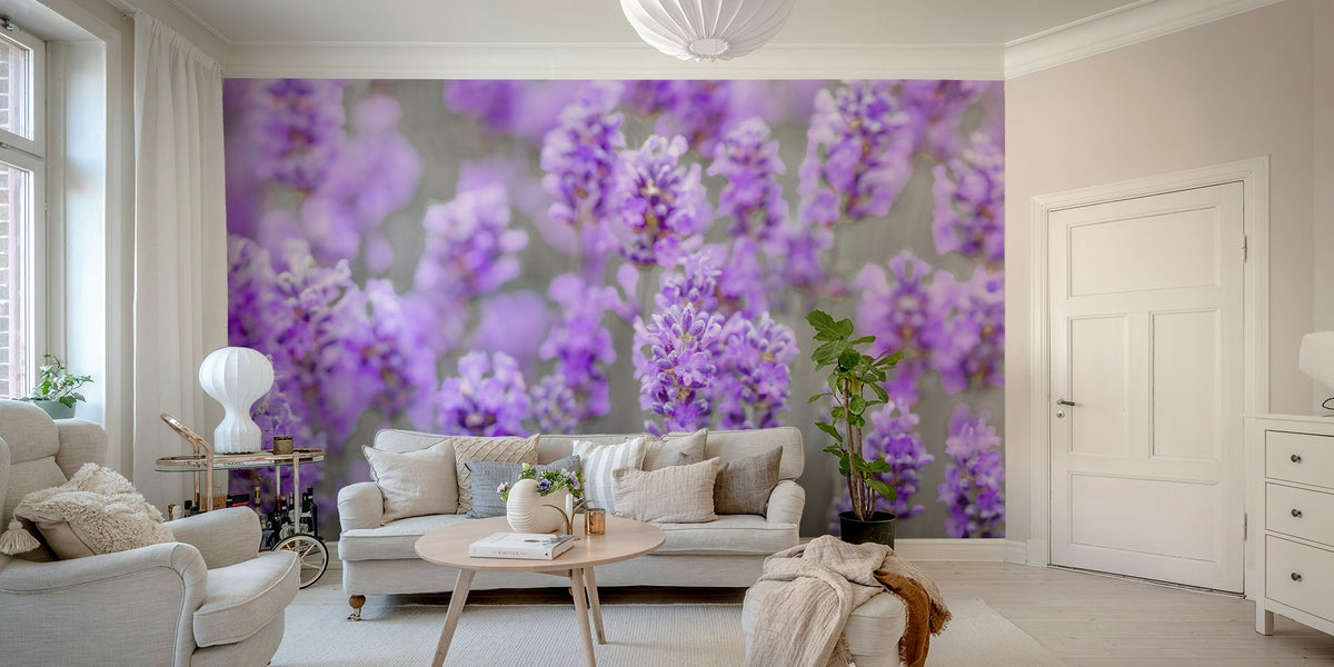 Expansive field of blooming lavender. GD3029

