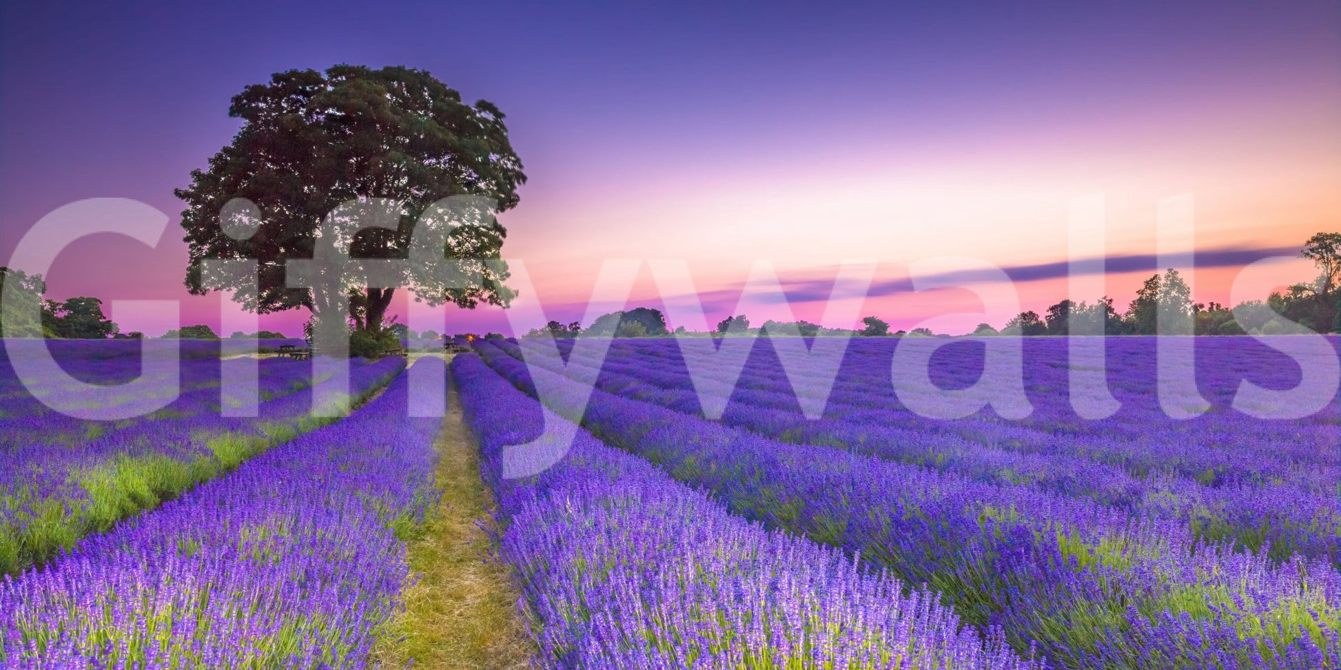 Beautiful lavender field mural capturing golden hour light.

