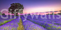 Beautiful lavender field mural capturing golden hour light.

