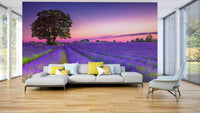 Golden hour over lavender field wall mural for tranquility.

