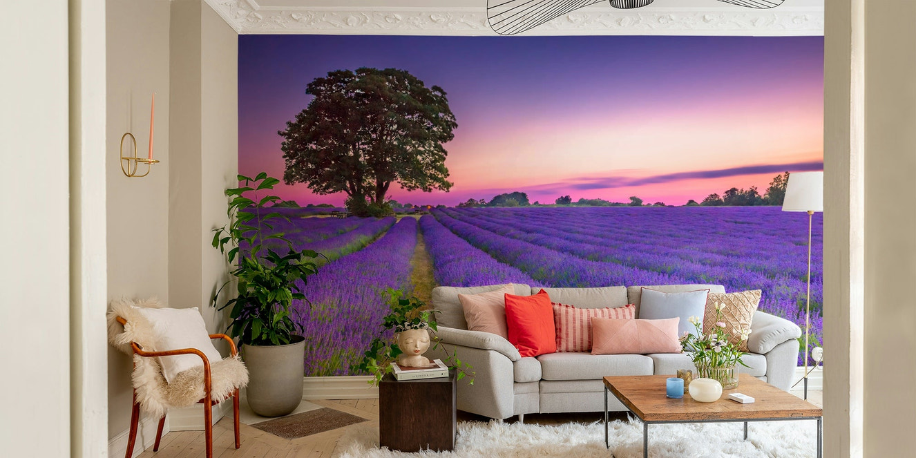 Lavender field at sunset wall mural for peaceful rooms.

