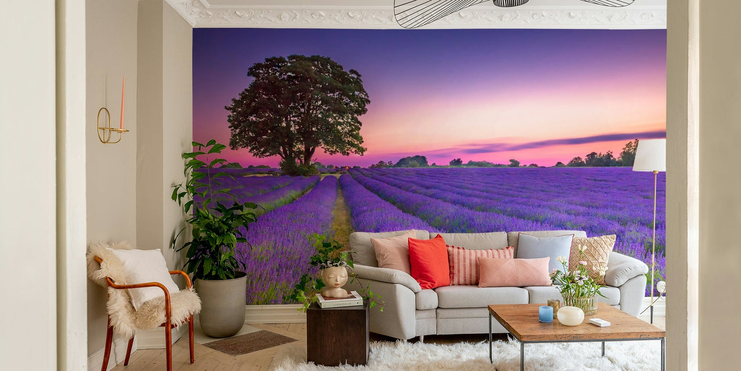 Lavender field at sunset wall mural for peaceful rooms.

