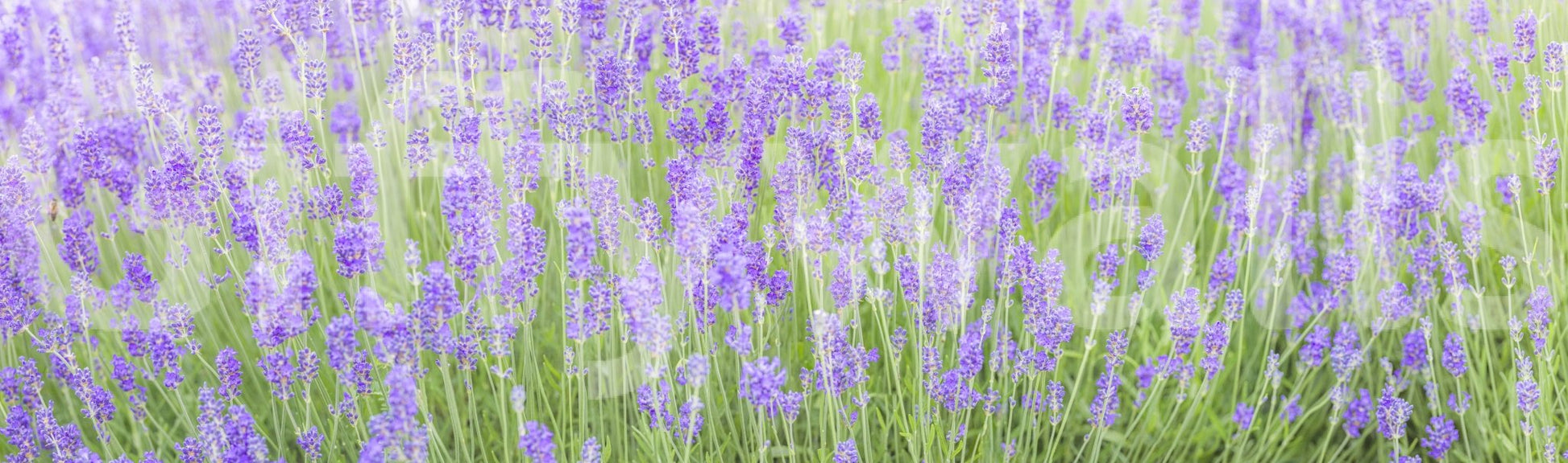 Bright lavender Lavender Field Dream Wall Mural flower scene.