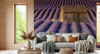 A beautiful serene lavender field wallpaper mural for a modern home.