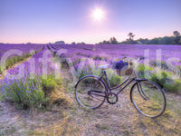 Lavender Ride Wall Mural