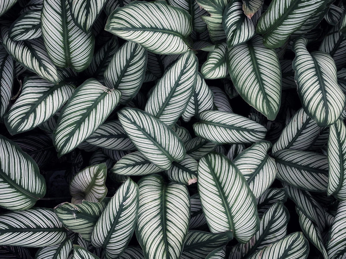 Green White Leaves Wallpaper Mural in your room — zoomed