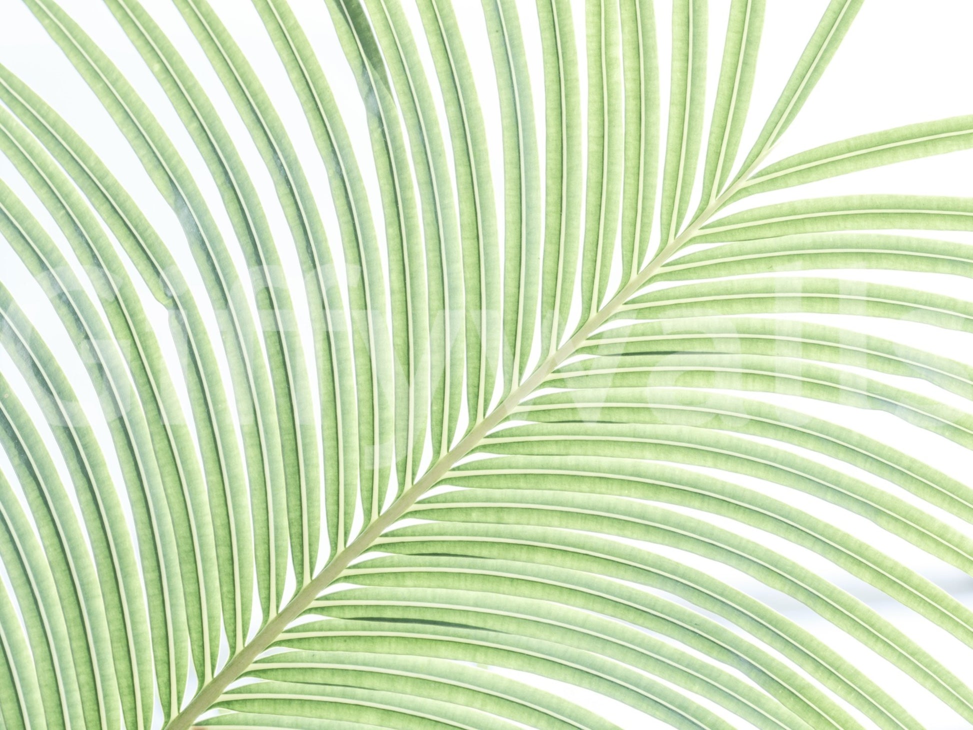 A high-quality abstract botanical wall mural for walls.


