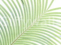 A high-quality abstract botanical wall mural for walls.

