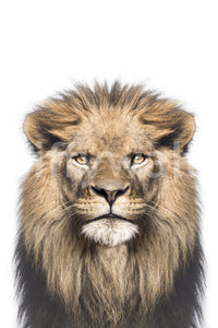 Safari lion king face close-up shot


