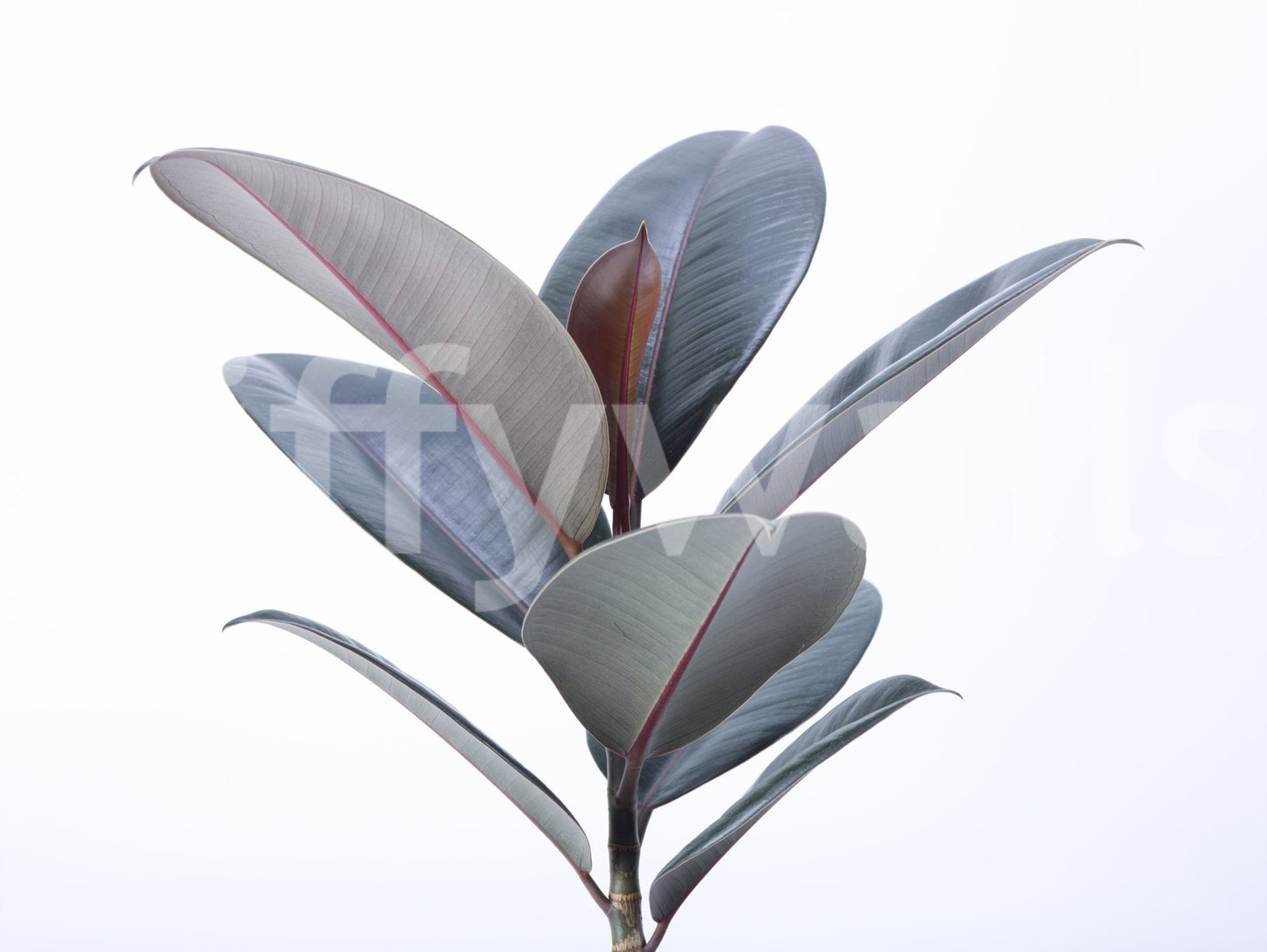 Living Green Wall Mural