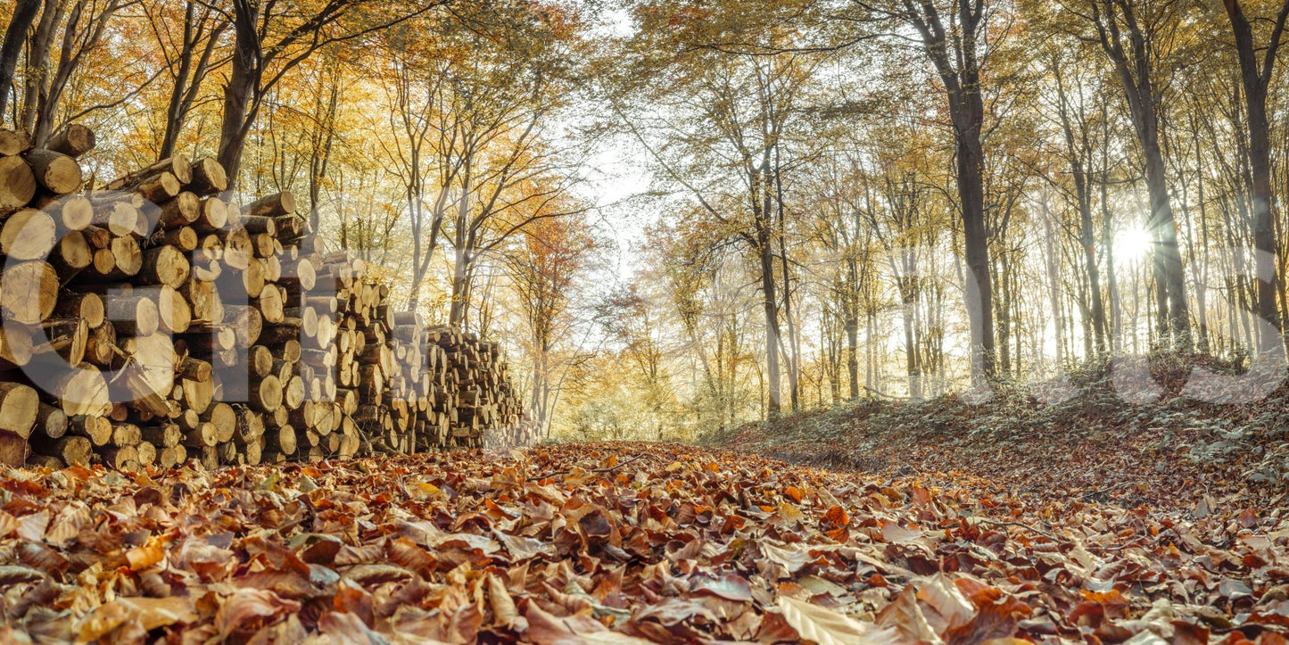 Logs and trees wall design for rustic spaces

