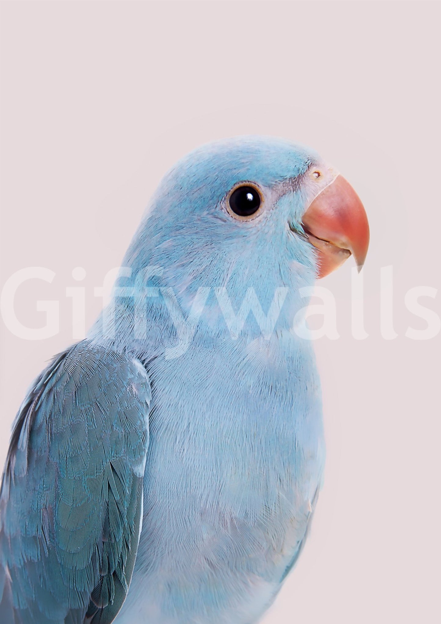 Lovebird Wall Mural