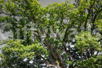 The Majestic Oak Tree mural gives the space a classic and natural feel.

