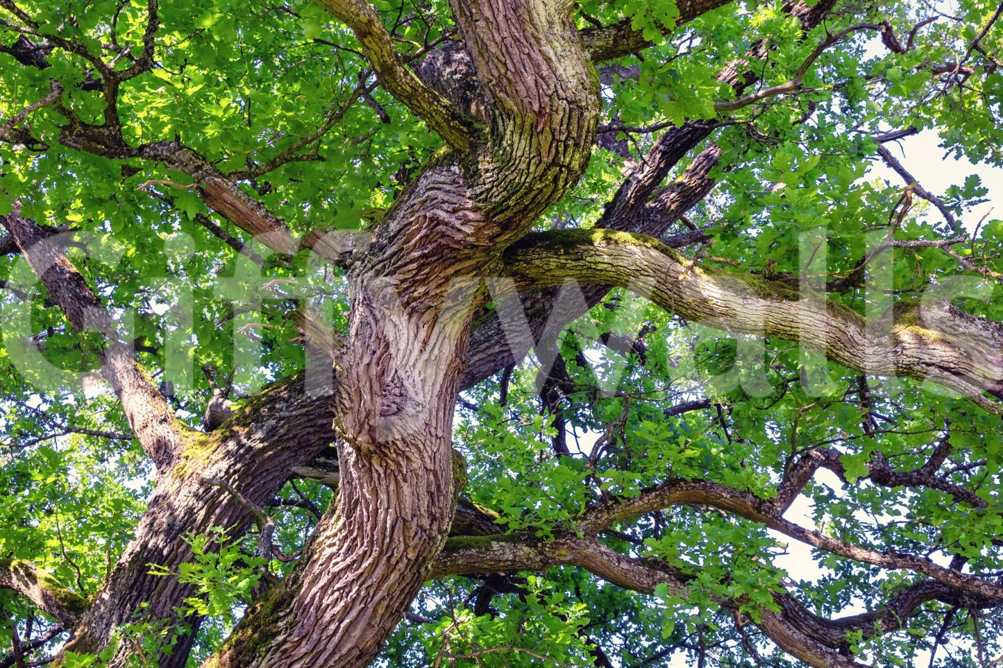The Majestic Oak Tree mural gives the space a classic and natural feel., GD2746