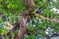 The Majestic Oak Tree mural gives the space a classic and natural feel., GD2746