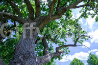 The Majestic Oak Tree mural gives the space a classic and natural feel.


