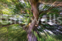 The Majestic Tree mural gives the space a peaceful and energetic feel.

