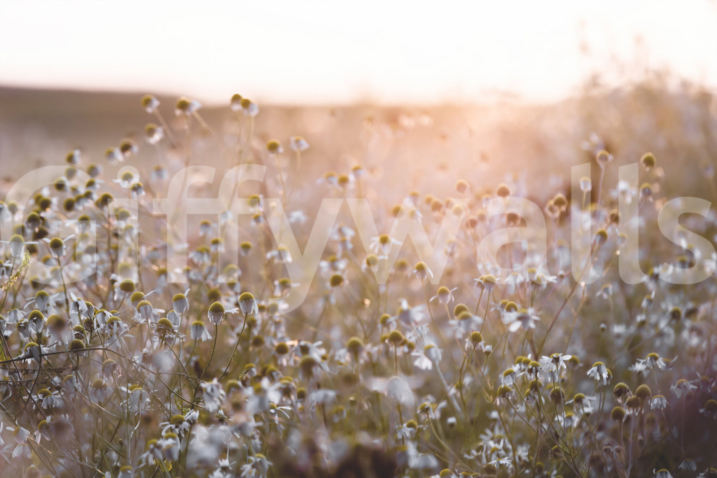 Meadow Bloom Sunset Wall Mural
