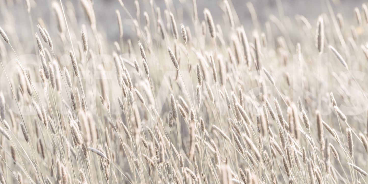 Meadow Grass Wall Mural