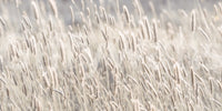 Meadow Grass Wall Mural