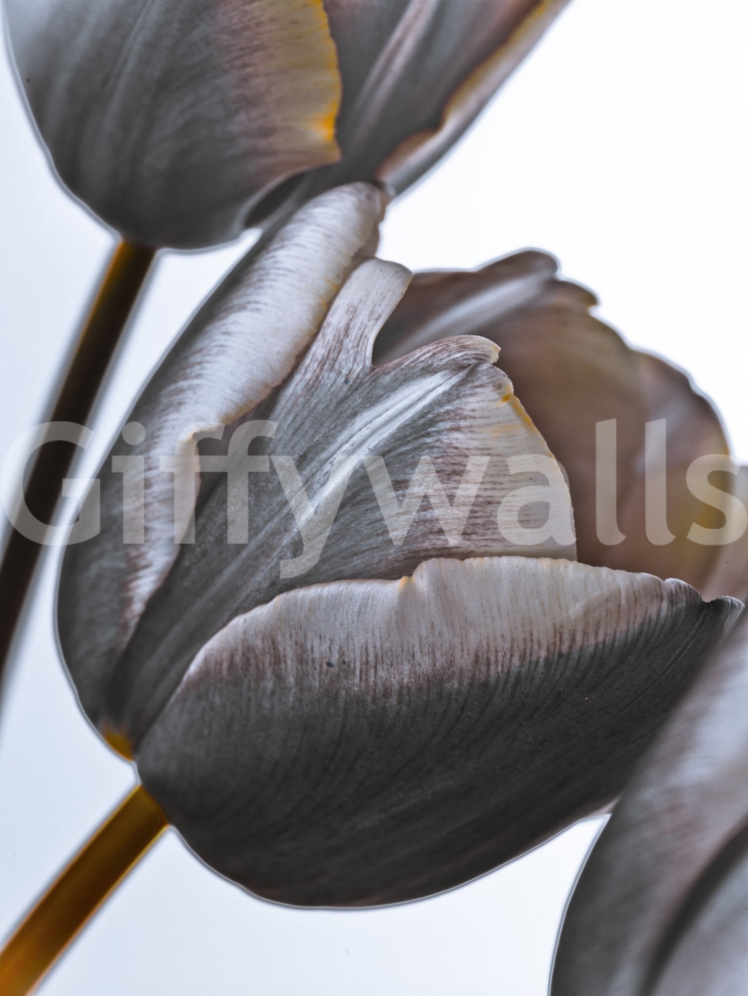 Moody floral detail in Miracle Tulips Wall Mural showing layered tulip petals, GD8241