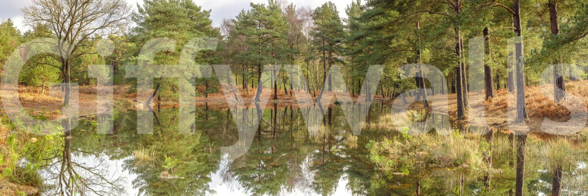 A detail of the warm tones in the trees and ground.

