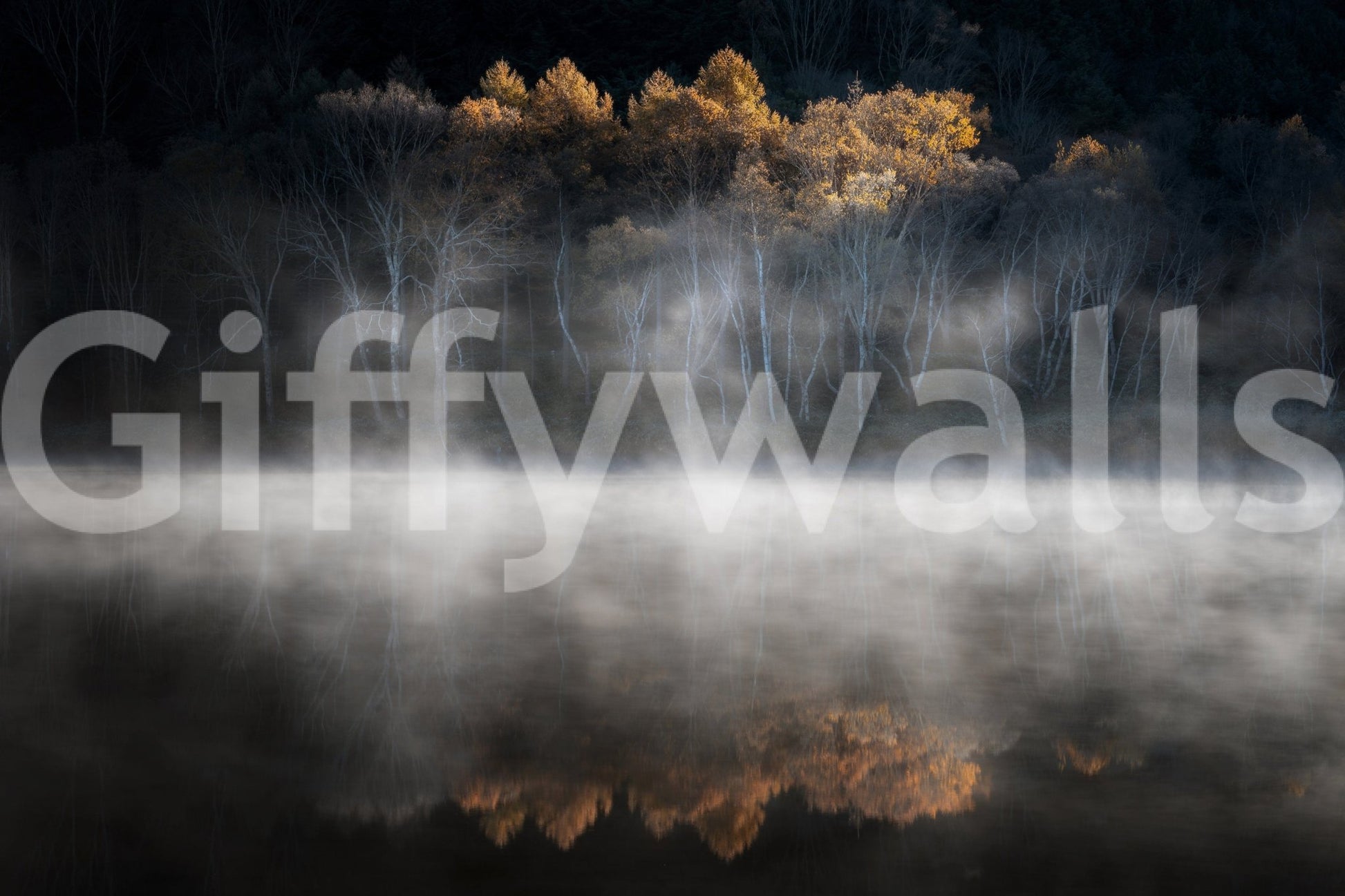 Birch trees emerging from water haze Mist and Light Woodland wall covering print.