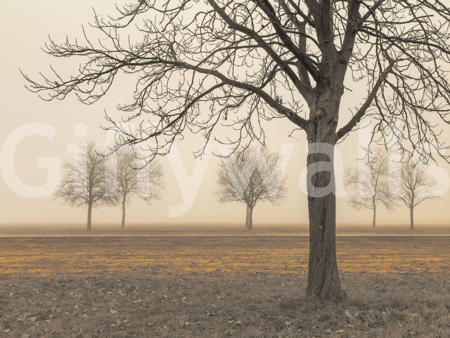 Deciduous tree line in heavy mist wall mural