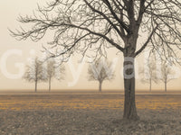 Deciduous tree line in heavy mist wall mural