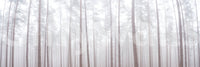 Misty tree mural for nature-themed rooms

