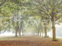 The image feels peaceful and restful.

