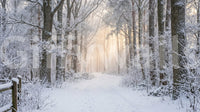 Tall pine and oak trunks line both sides within Misty Winter Forest Glow wall mural.GD9603