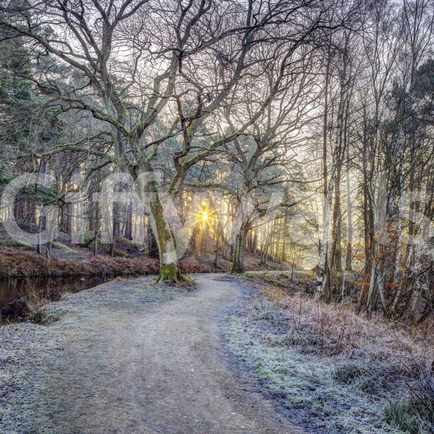 Misty Woodland Glare Wall Mural for a quiet reading nook.