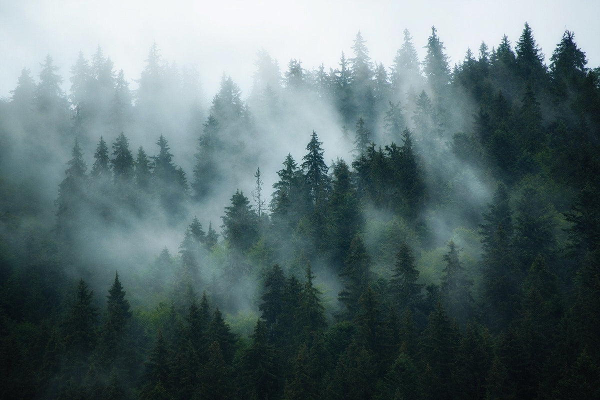 Green Tree Foggy Forest Jungle Wallpaper Murals in your room — zoomed