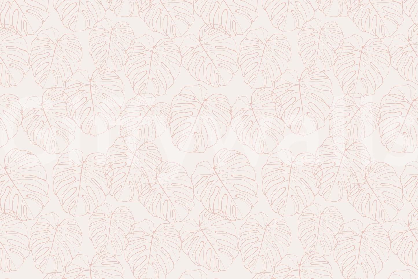 Monstera blush, peaceful and calm

