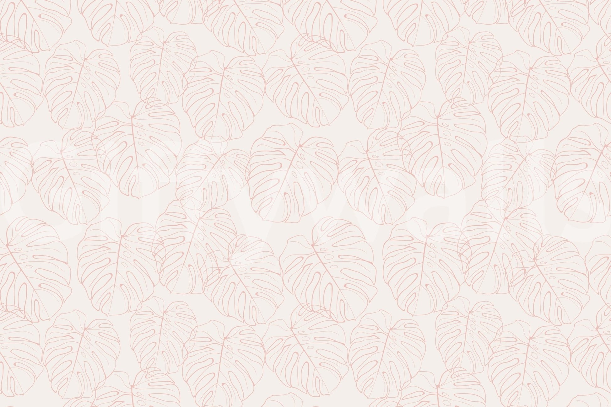 Monstera blush, peaceful and calm

