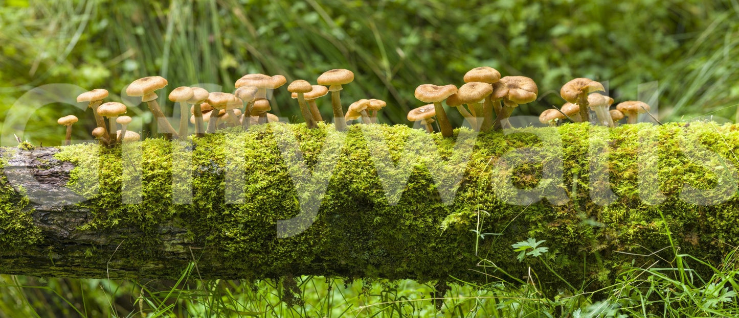 Mossy Log Mushrooms Wall Mural