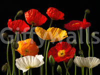 Exceptional quality wallpaper, bold red and gold poppies image.