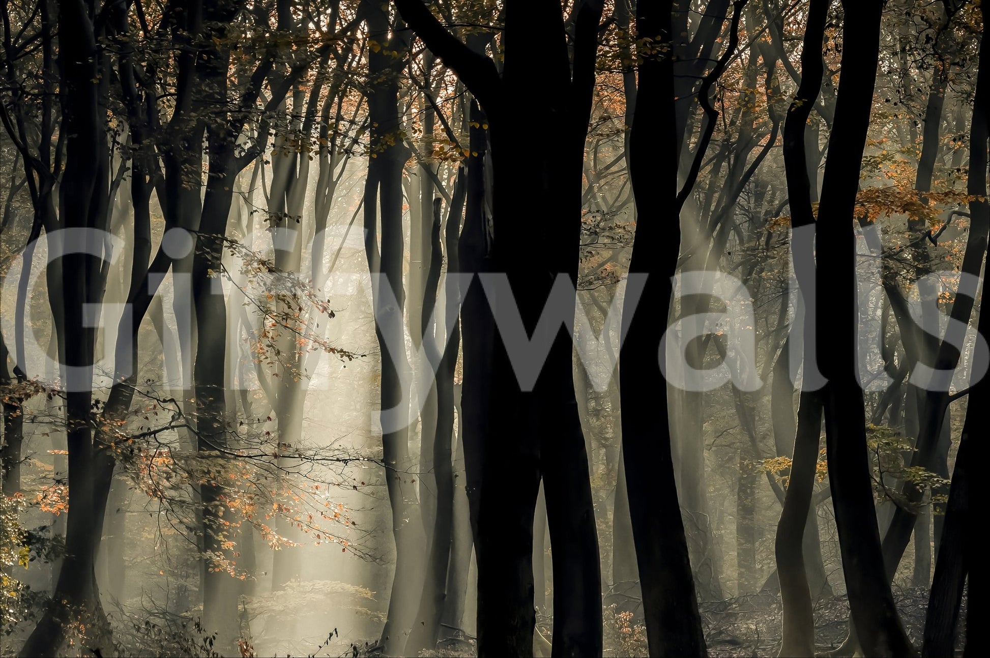 Magical forest mural, dark woods and shafts of light, unique nature art.