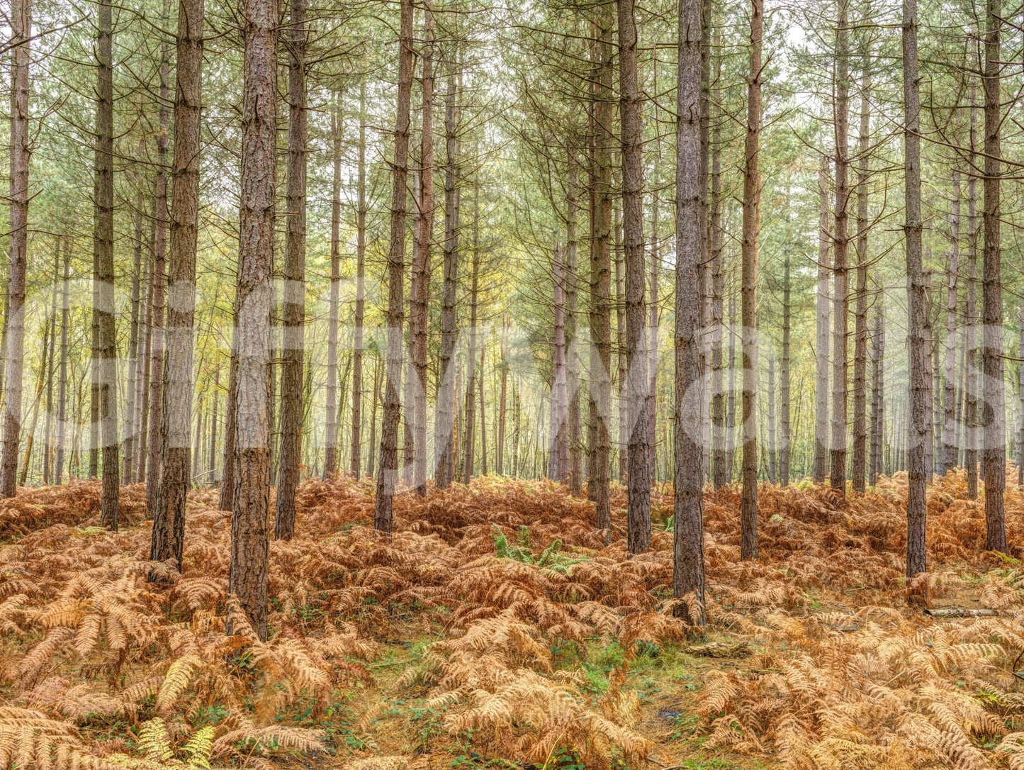 Softly lit pine forest wall mural for a modern biophilic wall design.