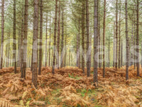 Softly lit pine forest wall mural for a modern biophilic wall design.