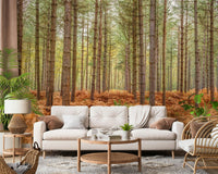Pine tree wallpaper with soft natural light filtering through a dense grove.