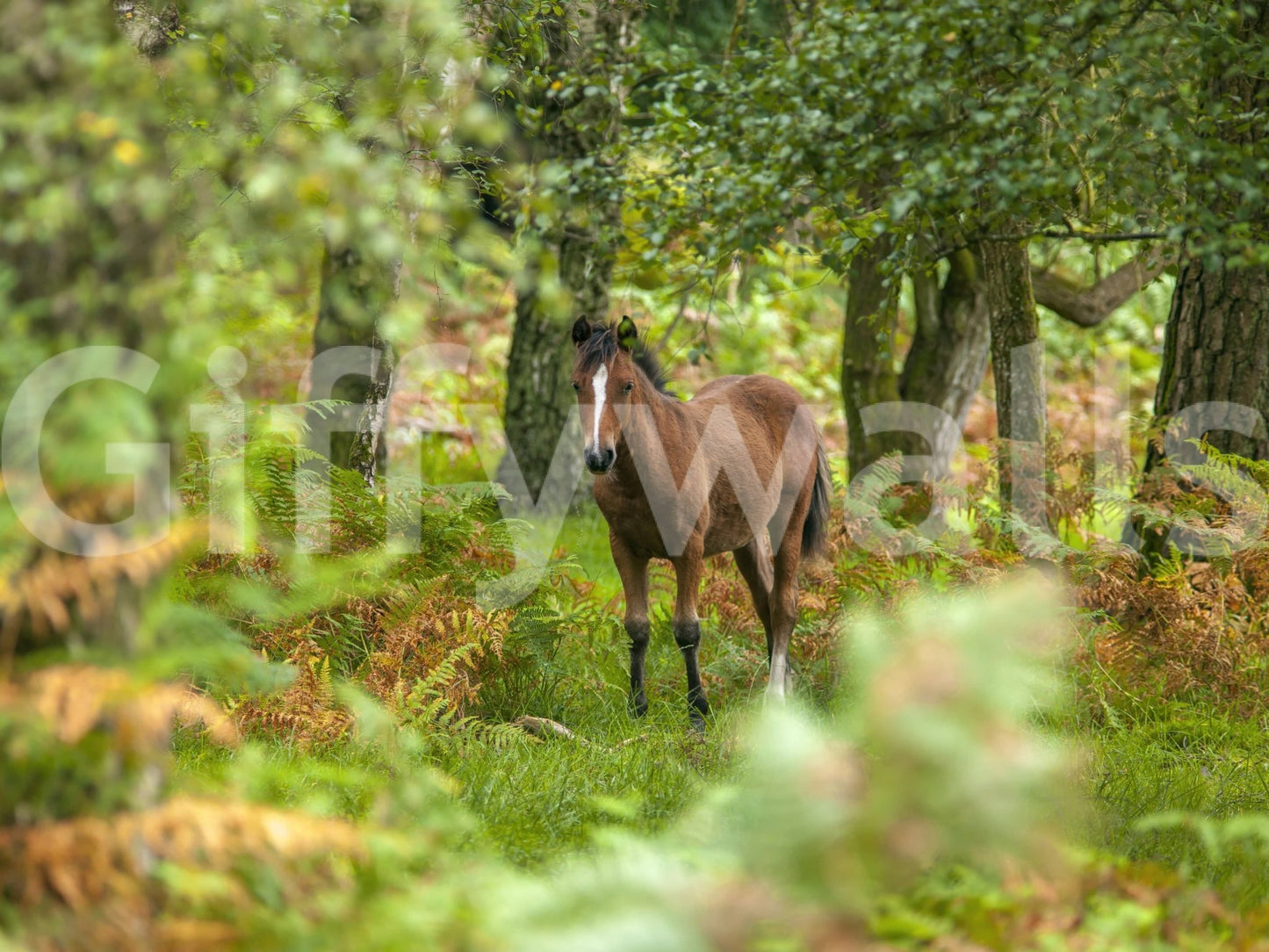 Rustic New Forest Nomad wallpaper featuring majestic brown forest dweller.