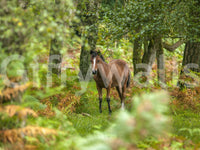 Rustic New Forest Nomad wallpaper featuring majestic brown forest dweller.