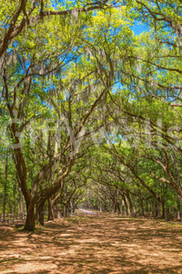 Landscape wallpaper with tall oaks
