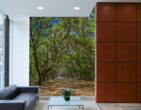 Quiet tree path wall mural
