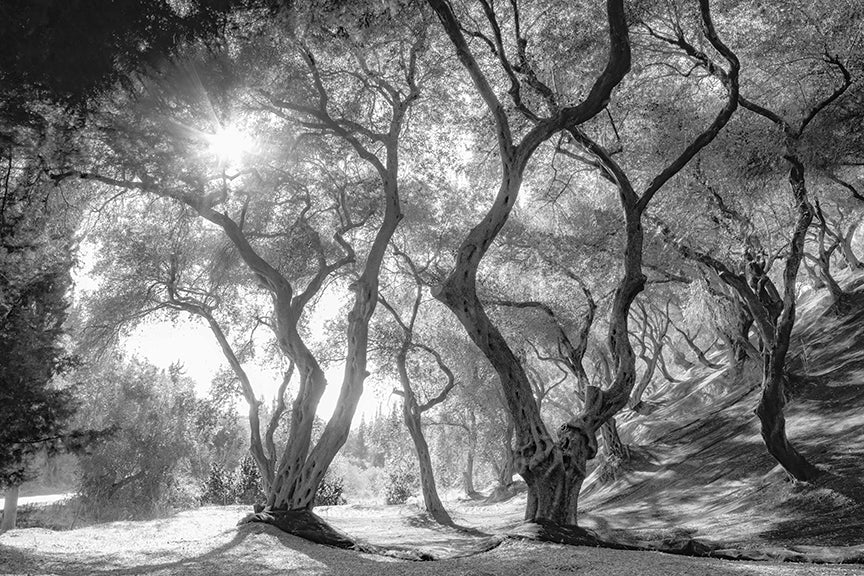 Black & White Natural Olive Groves Forest Wallpaper in your room — zoomed