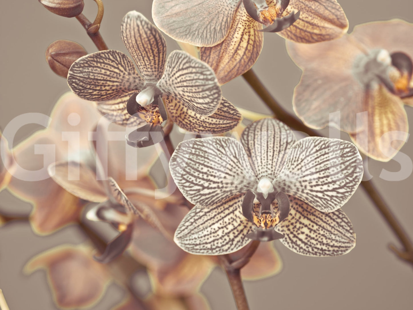 Orchid Whisper Wall Mural