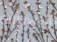 Gray aesthetic wallpaper with scattered floral cherry bloom motif.