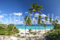 A high-quality tropical foliage wall mural for walls.



